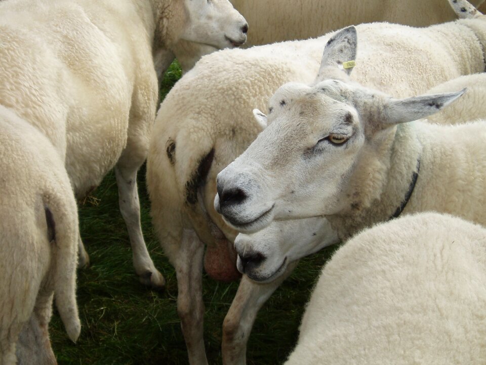 Flock of sheep wool pasture