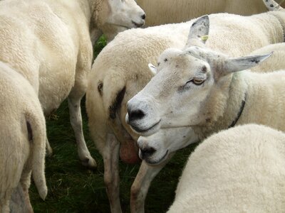 Flock of sheep wool pasture