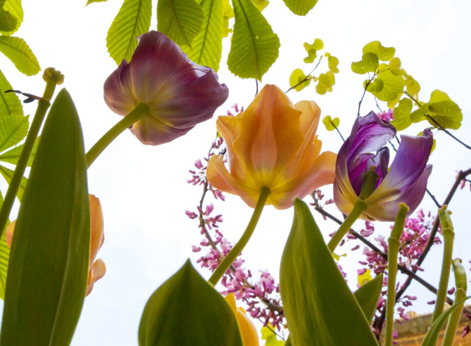 Petals colors plant