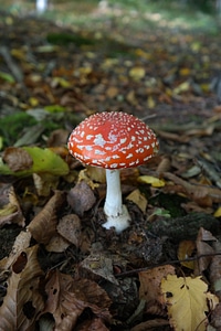 Symbol of good luck lucky guy red fly agaric mushroom photo