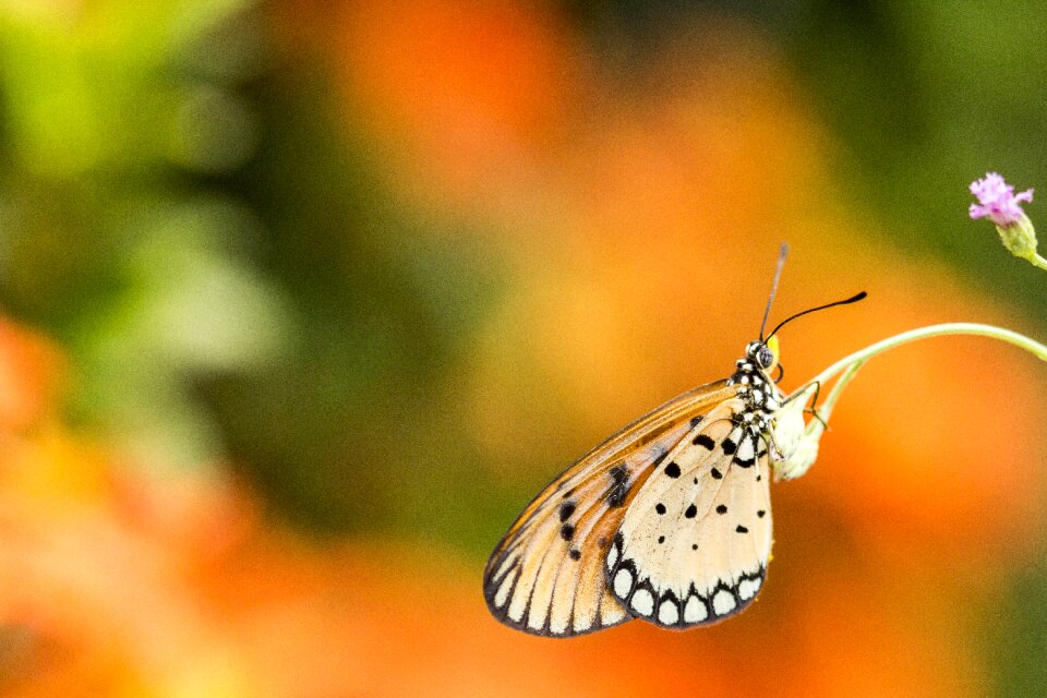 Nature animal yellow