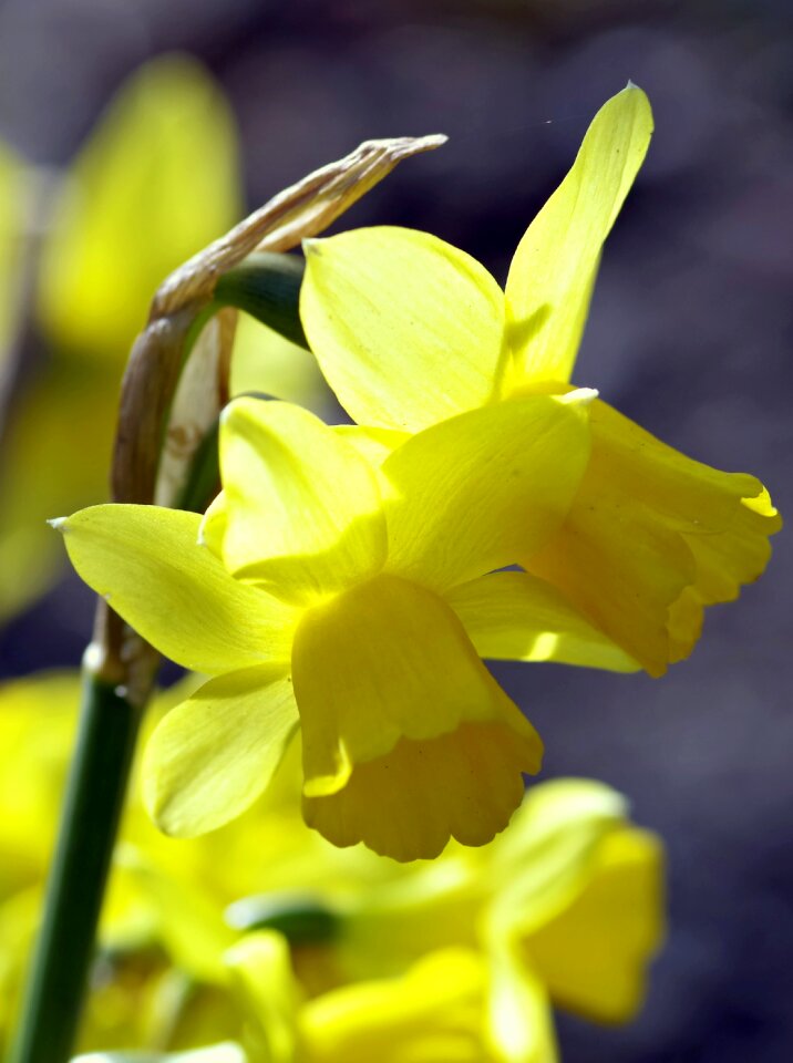 Garden sunny yellow