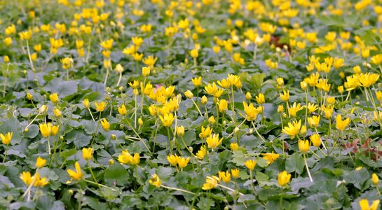 Flower yellow water