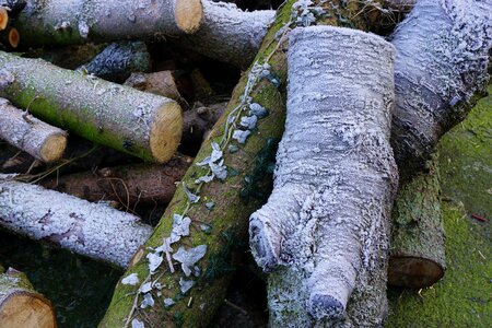 Cold growing stock frost