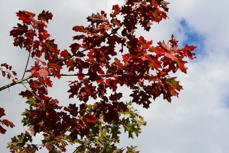 Tree top red autumn photo