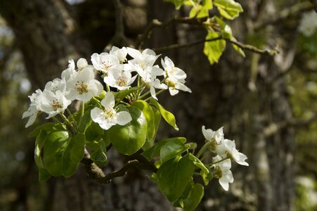 Blossom apple tree white blossom