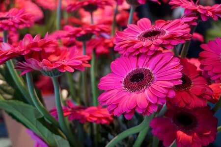 Spring pink plant