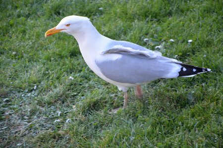 White nature bird