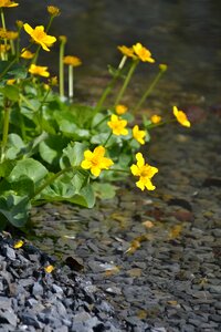Flowers trickle yellow flowers
