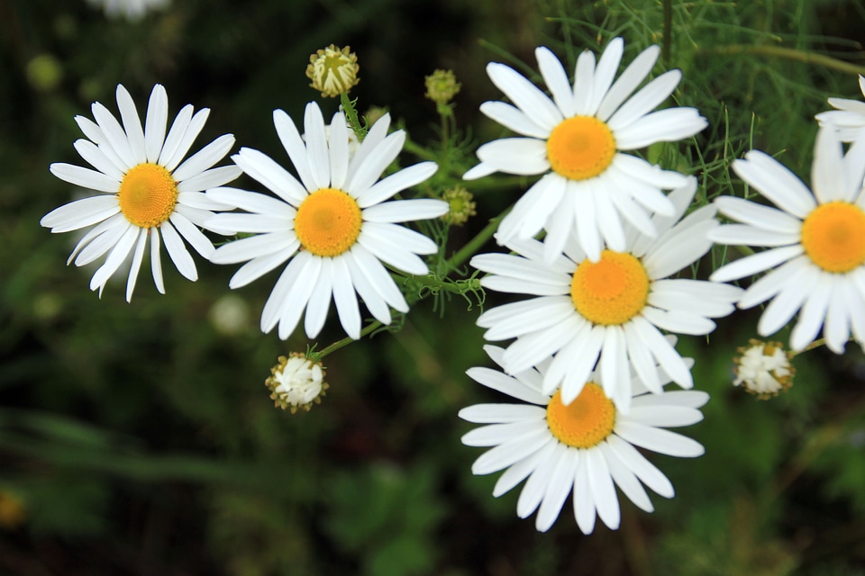 Marguerite steep flower