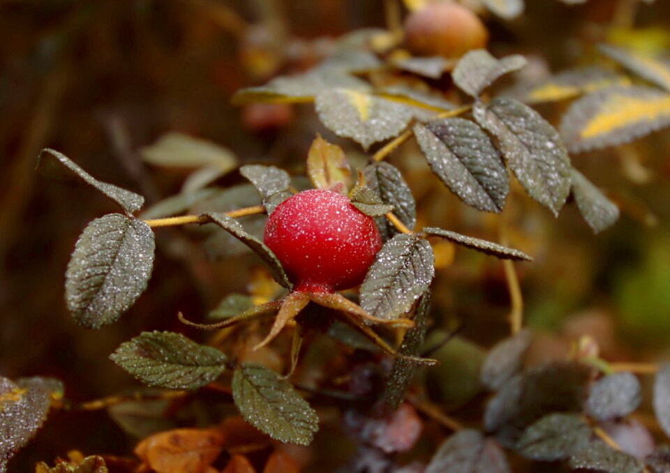 Rose hip autumn rose hips