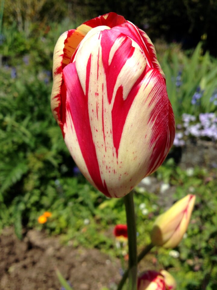 Spring flower plant flamed