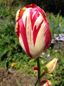 Spring flower plant flamed