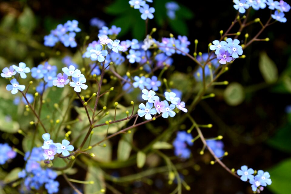 Perennial perennials garden
