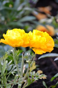 Blossom bloom plant