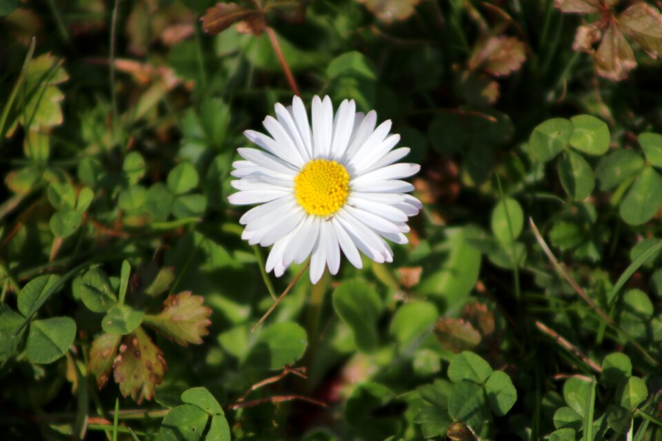 Spring garden daisy