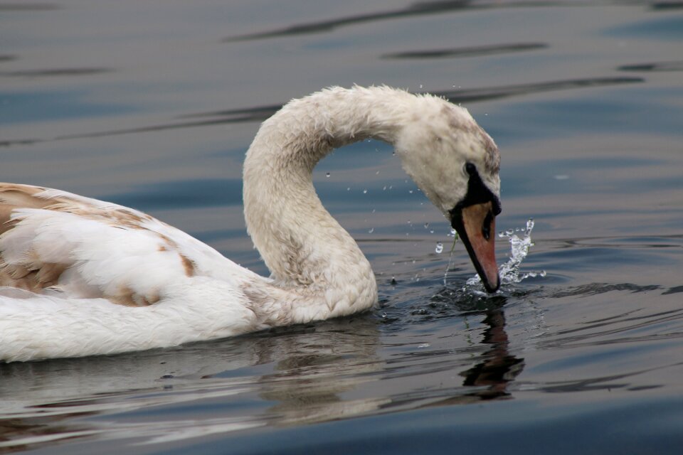 Stork water marine
