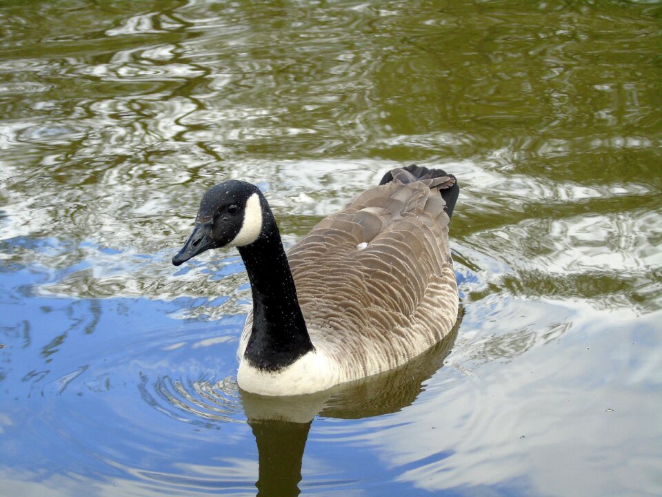 Nature wild birds water