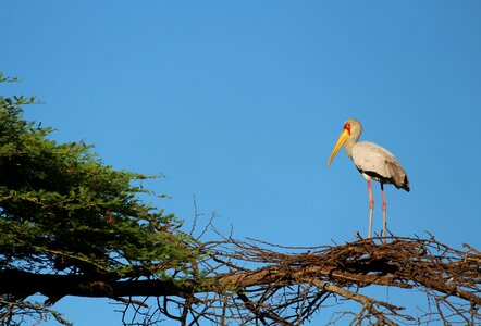 Bird nest tree photo