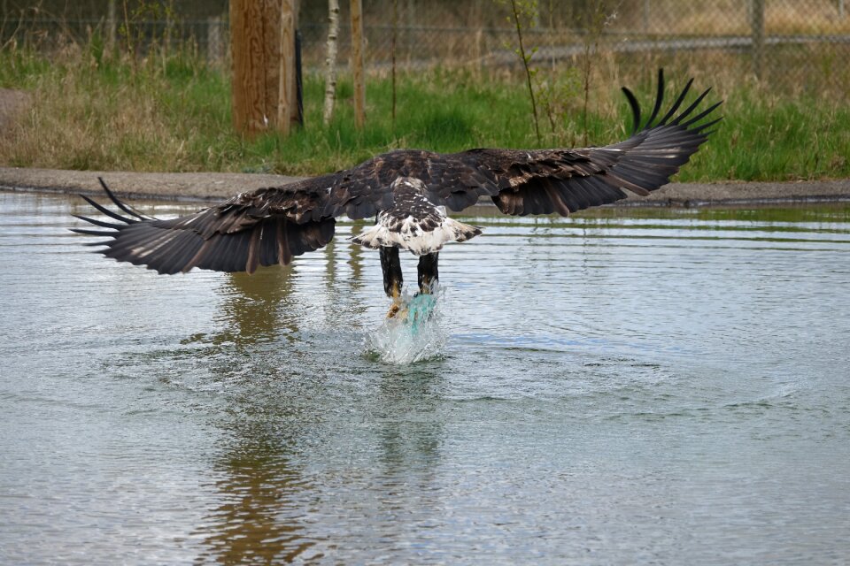 Predator bird animal