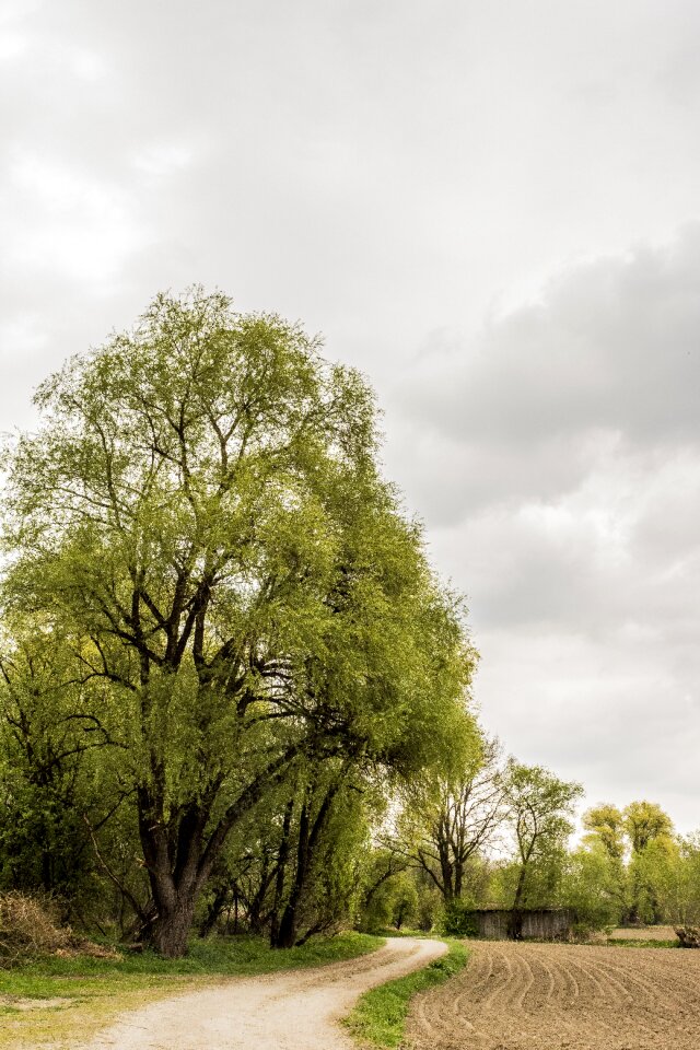 Landscape summer trail