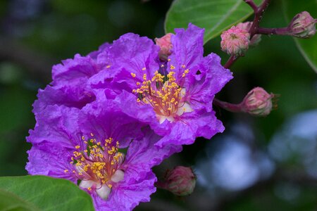 Blooming violet macro