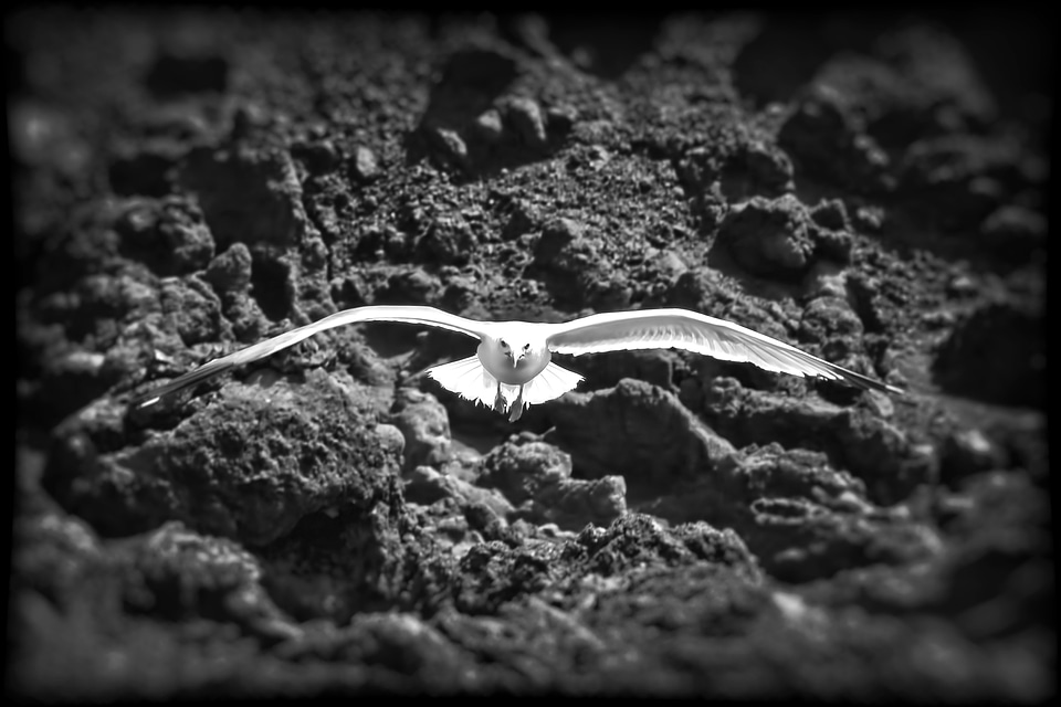 Lanzarote black white