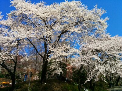 Cherry blossom flowers flower