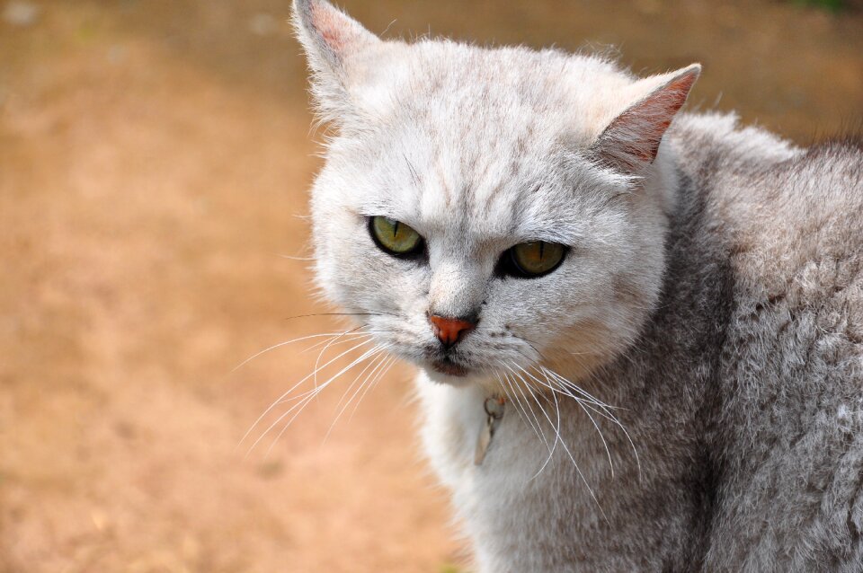 Cat not happy cat mia