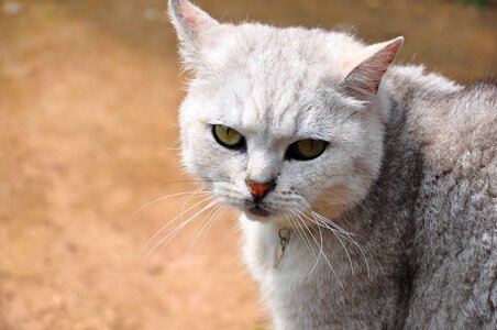 Cat not happy cat mia