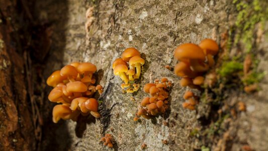 Mushroom tree fungus sponge photo