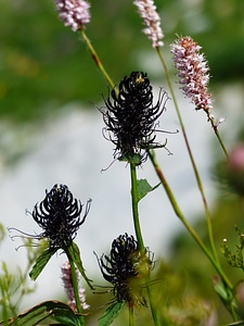 Flower black jet black