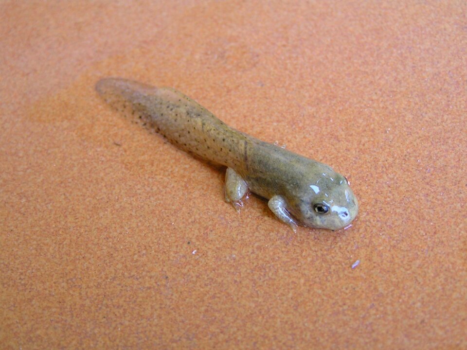 Tadpole frog amphibious