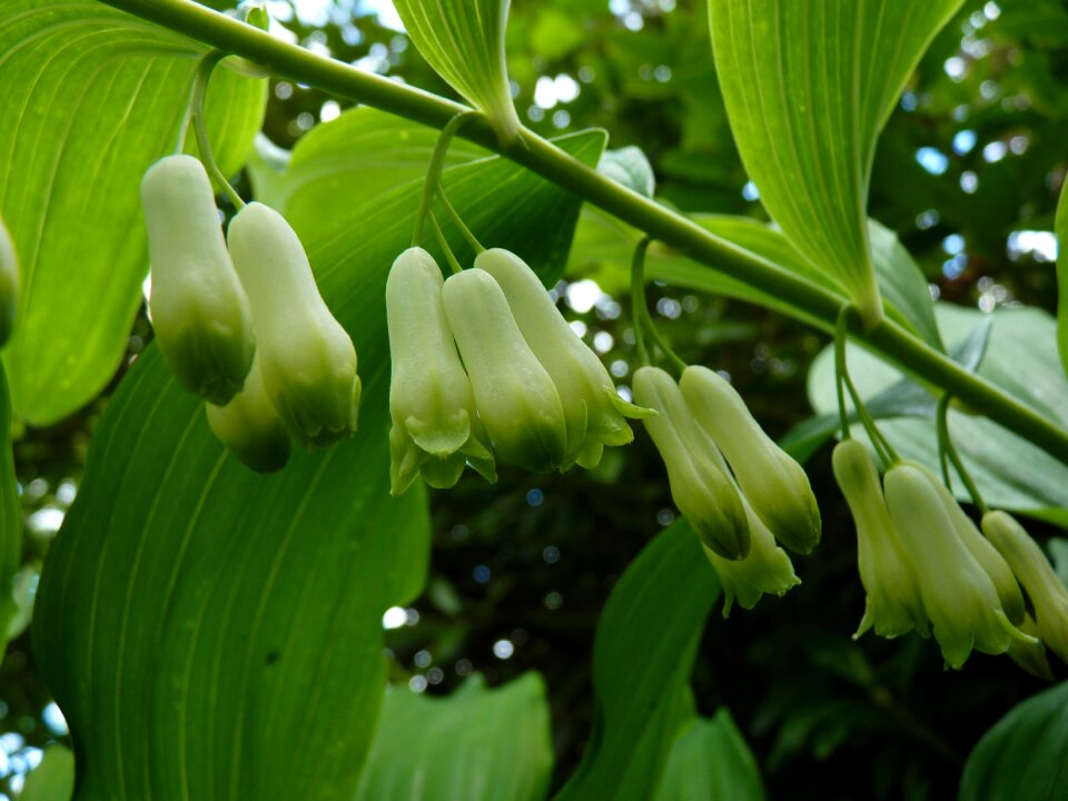 Flower white bell vine