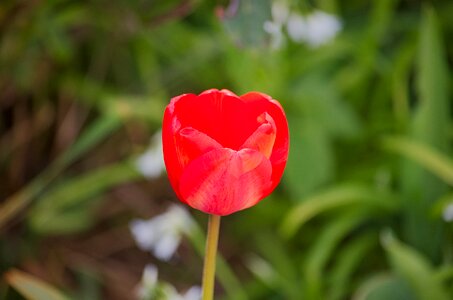 Tulip spring spring nature