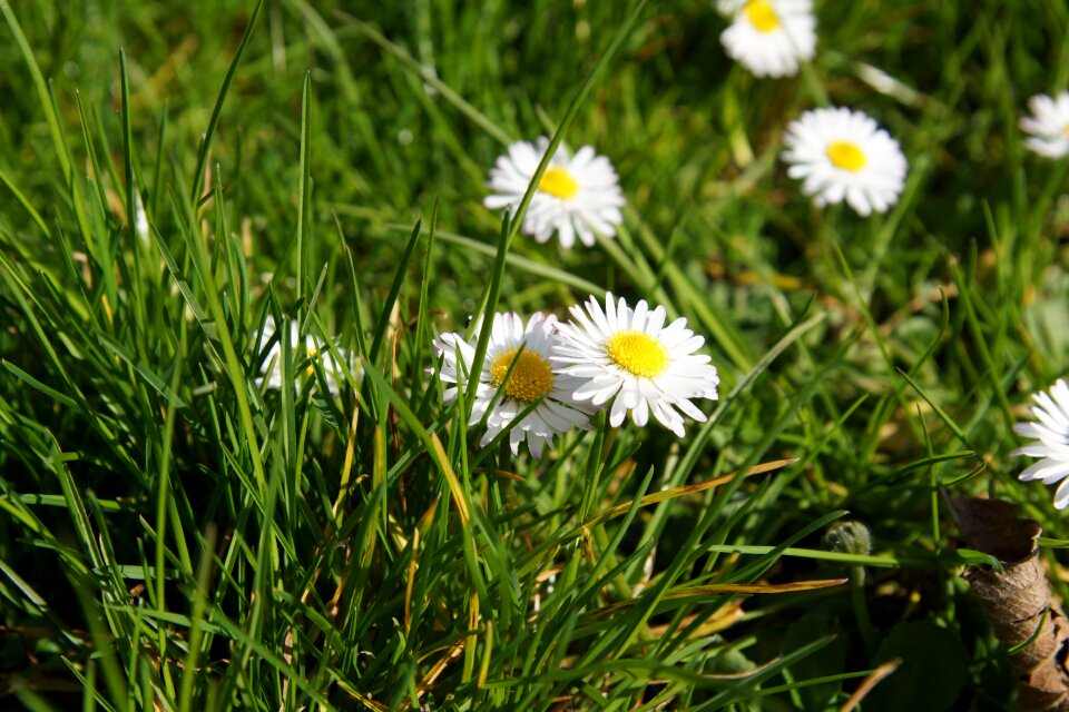 Daisy spring grass