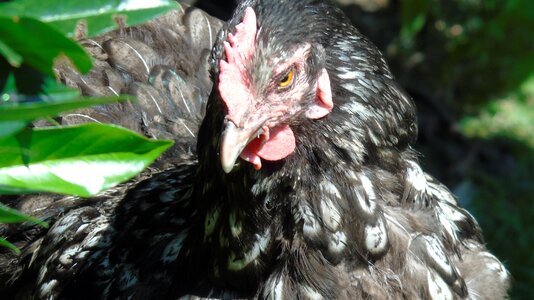 Chickens pinnate feather photo