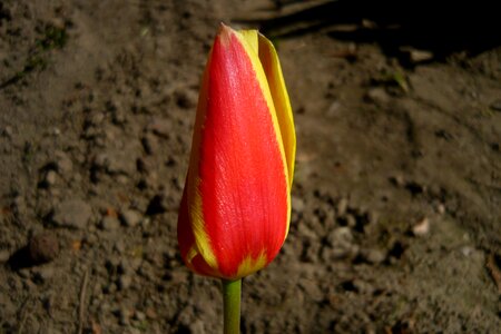 Flower plant a flower garden photo