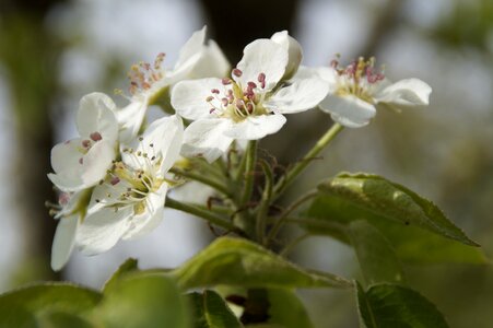 Blossom apple tree white blossom