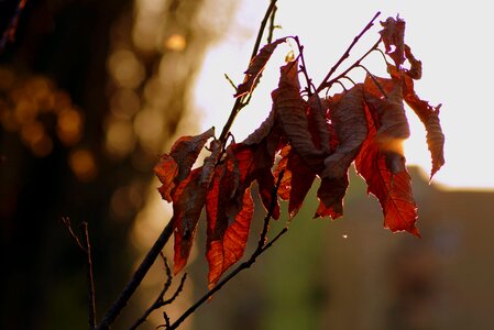 The sun evening leaf