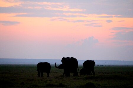 Morning elephant africa