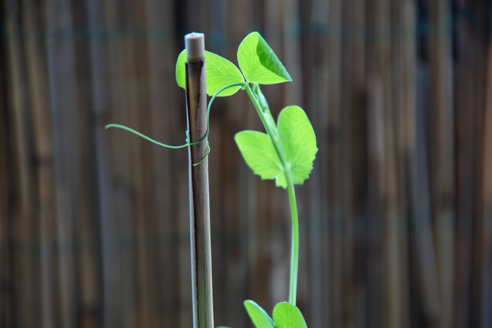 Leaf leaf tendril plant