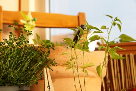 Potted plant leaves blossom