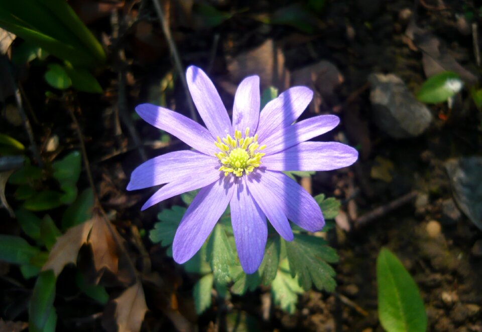Flower a garden plant garden
