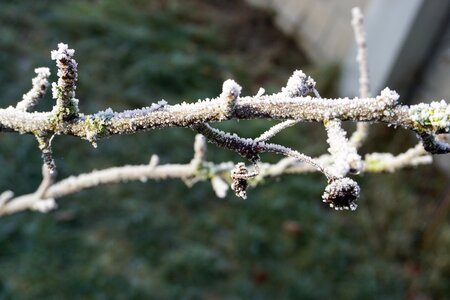 Hoarfrost winter plant