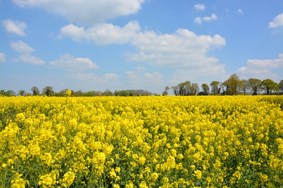 Blue yellow nature