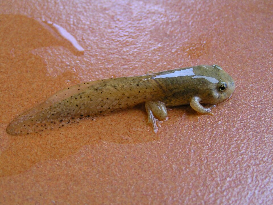Tadpole frog amphibious