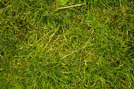 Nature green grasses photo