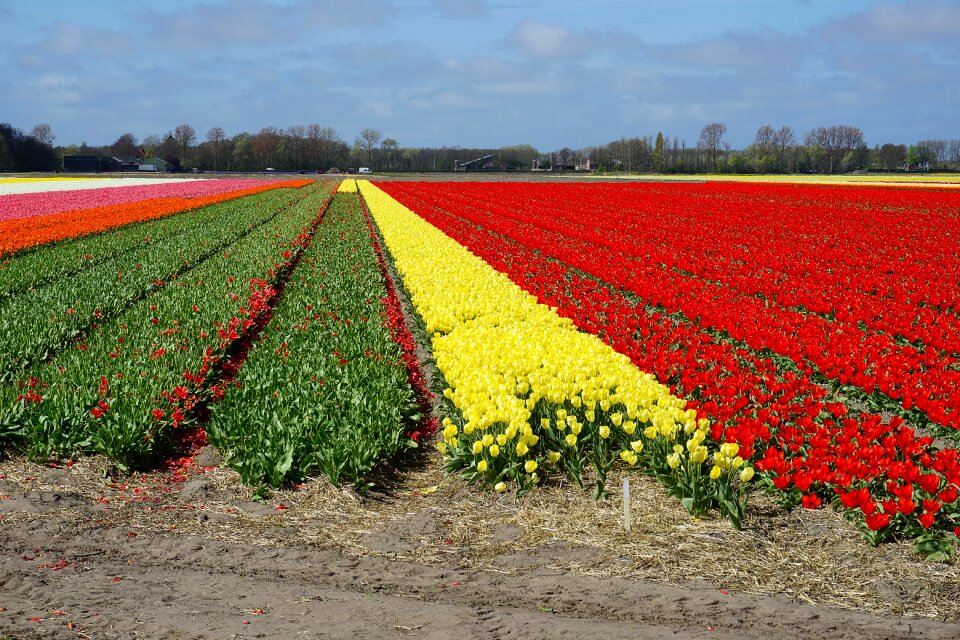 Holland spring flowers nature