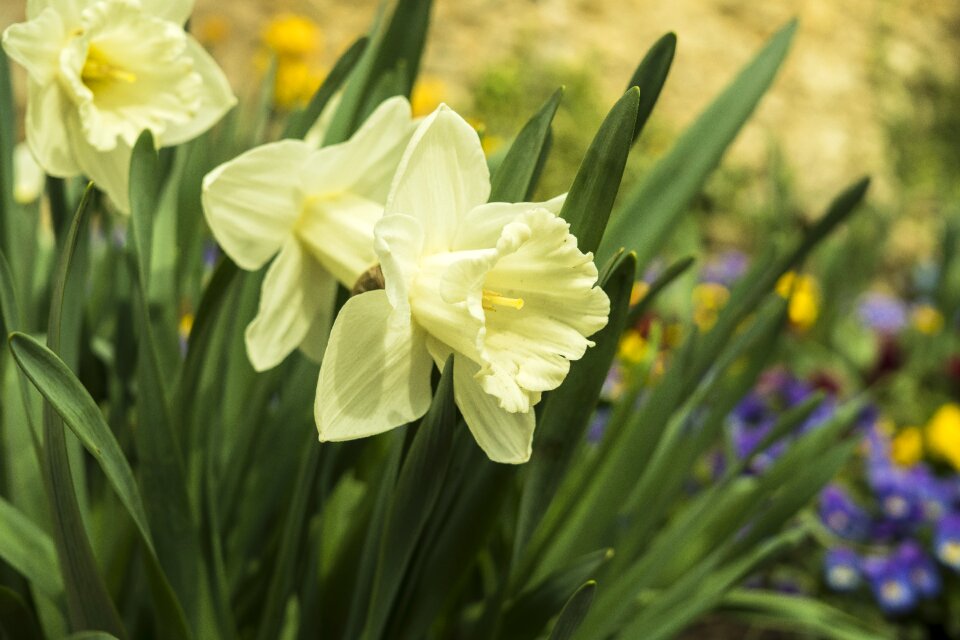 Flower close up blossom photo